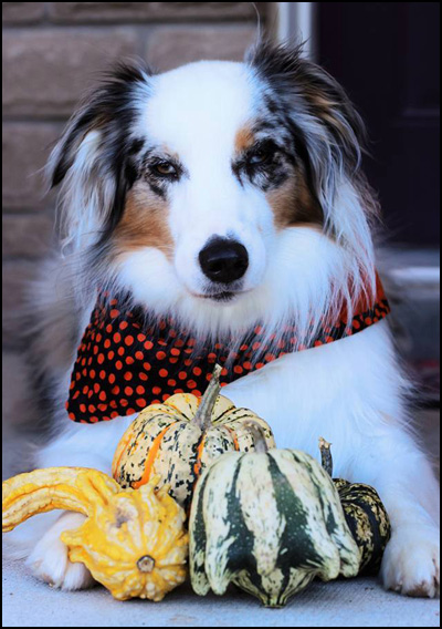 Australian Shepherd Puppies - Weststone Australian Shepherds