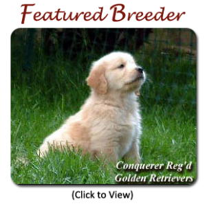Conquerer Reg'd - Featured Breeder
