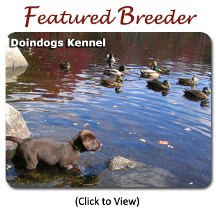 Featured Breeder - Iroc Bulldogs