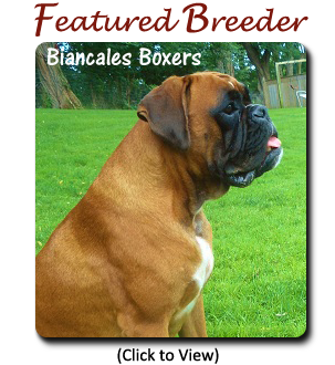 Boxer Breeders