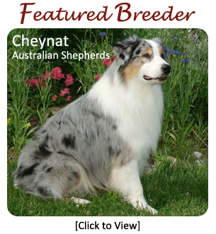 Australian Shepherd Puppies - Featured Breeder - Cheynat