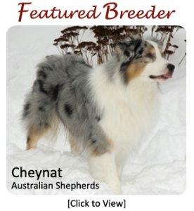 Cheynat Australian Shepherds - Featured Breeder