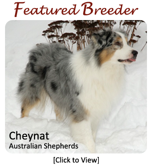 Cheynat aussies sale