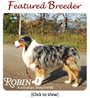 Australian Shepherd Breed Information Guide