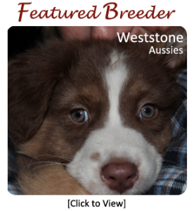 Weststone Aussies - Featured Breeder