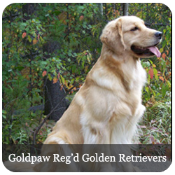 Featured Breeds - Golden Retriever