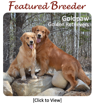 Golden Retriever Canada s Guide to Dogs