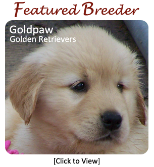 Golden Retriever Breeders
