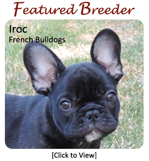 French Bulldog Breeder - Iroc French Bulldogs