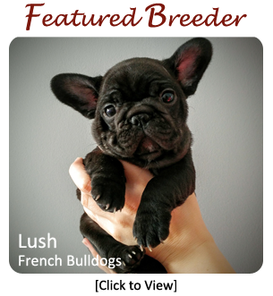 French Bulldog Breeder - Lush Bulldogs