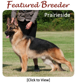 German Shepherd