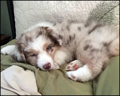 Australian Shepherd Puppies - Gracerok Australian Shepherds