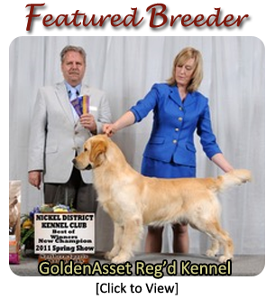 Golden shop asset kennel