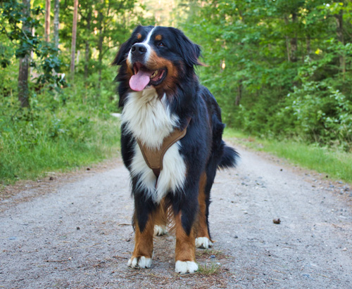 Bernese rescue hot sale