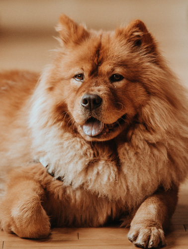 Chow Chow Clubs