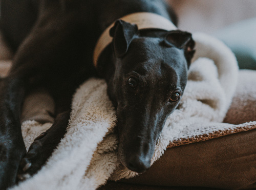 Greyhound Rescue