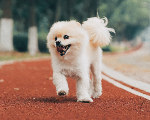 Pomeranian Clubs