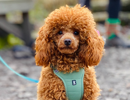 Miniature poodles shop for rescue