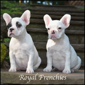Royal Frenchies