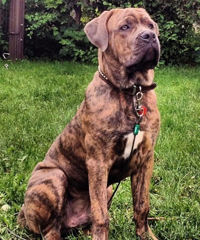 Cane Corso - TCane Corso Cane Corso Breeder. About the breed Cane Corso: Cane  Corso Breed standard.