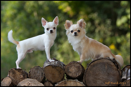 Chihuahua Breeders - Bloomsbury Reg'd Chihuahuas