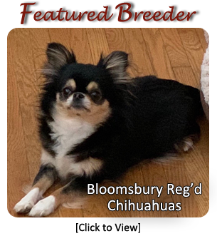 ckc-chihuahua-puppies-for-sale-in-louisiana