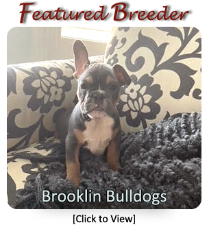 French Bulldog Breeder - Lush Bulldogs