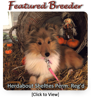 Shetland Sheepdog Breederss