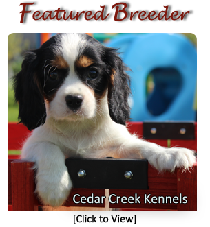 Cavalier Breeders