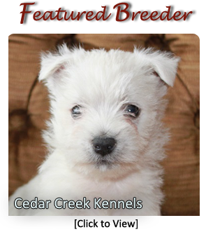 Westie Breeders West Highland White Terrier Canada s Guide to Dogs