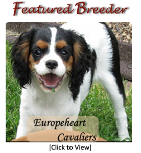 Featured Breeder - Europeheart