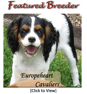 Cavalier Breeders