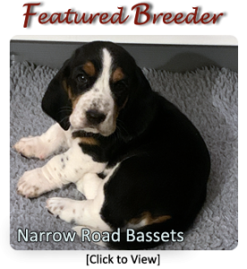 Featured Breeder - Narrow Road Bassets