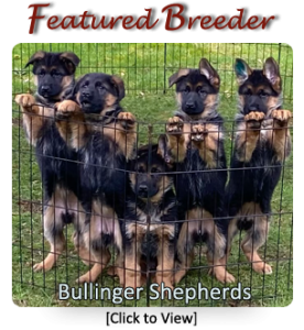 Bullinger Shepherds