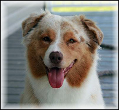 Australian Shepherd Puppies - Terwin Aussies