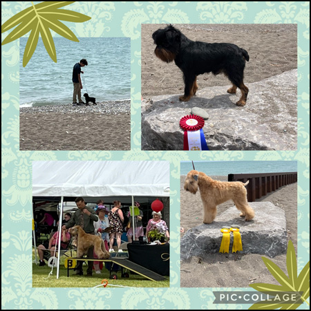 Wheaten Terrier Breeders - Wheatnbrook Kennel