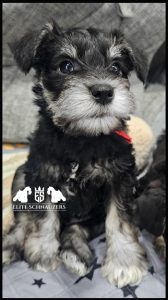 Elite Schnauzers