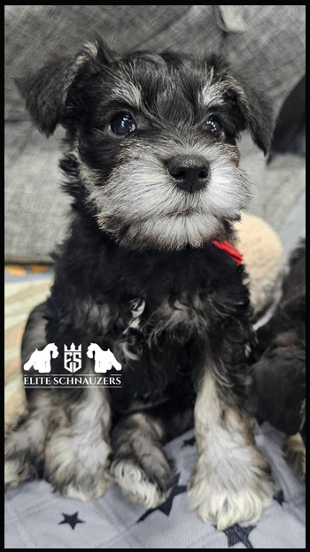 Miniature Schnauzer Breeders - Schnauzer Puppies - Elite Schnauzer