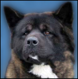 Akita - Canada's Guide to Dogs