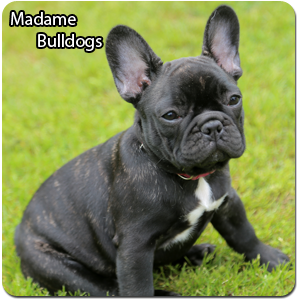 French Bulldog Breeders - Canada's Guide to Dogs - French ...