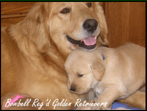 Golden Retriever Breeders - Canada's Guide to Dogs ...