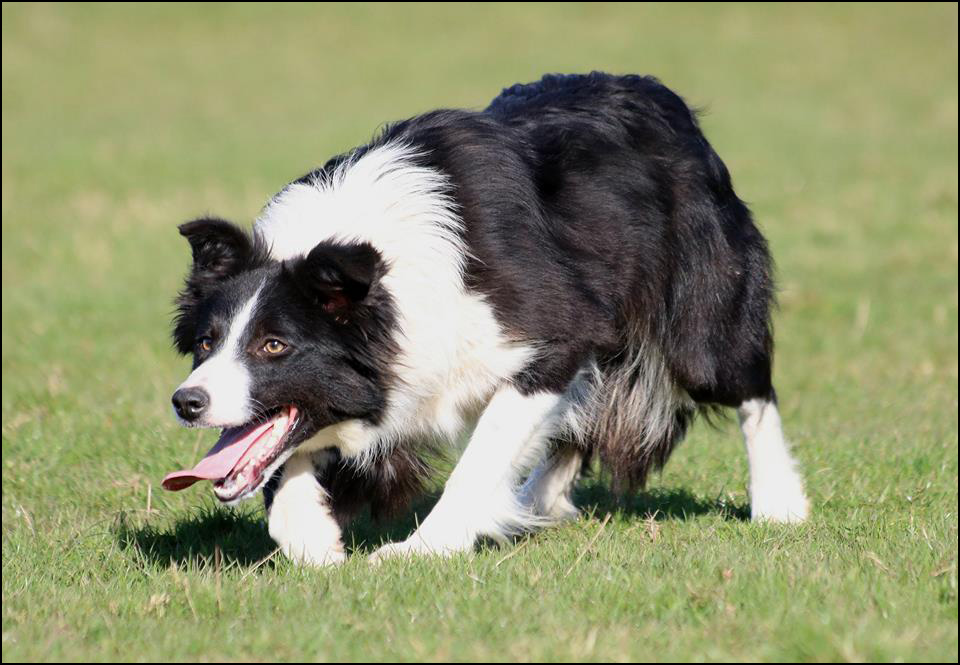 Border Collie Breeders - Canada's Guide to Dogs - Border Collies