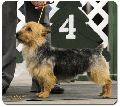 Australian Terrier - Canada's Guide to Dogs